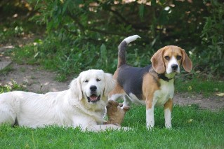 Clair Golden Retriever Zuchter Und Welpen Berlin Brandenburg Golden Retriever Zucht Und Welpen Berlin Und Brandenburg Golden Retriever Zucht Golden Retriever Welpen Golden Retriever Gold Line S Golden Retriever